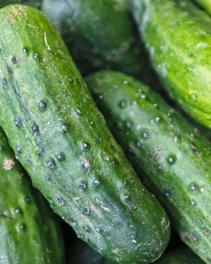 Pepino Japonês