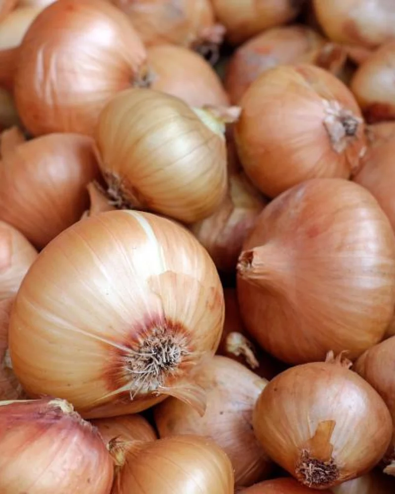 Cebola Comum