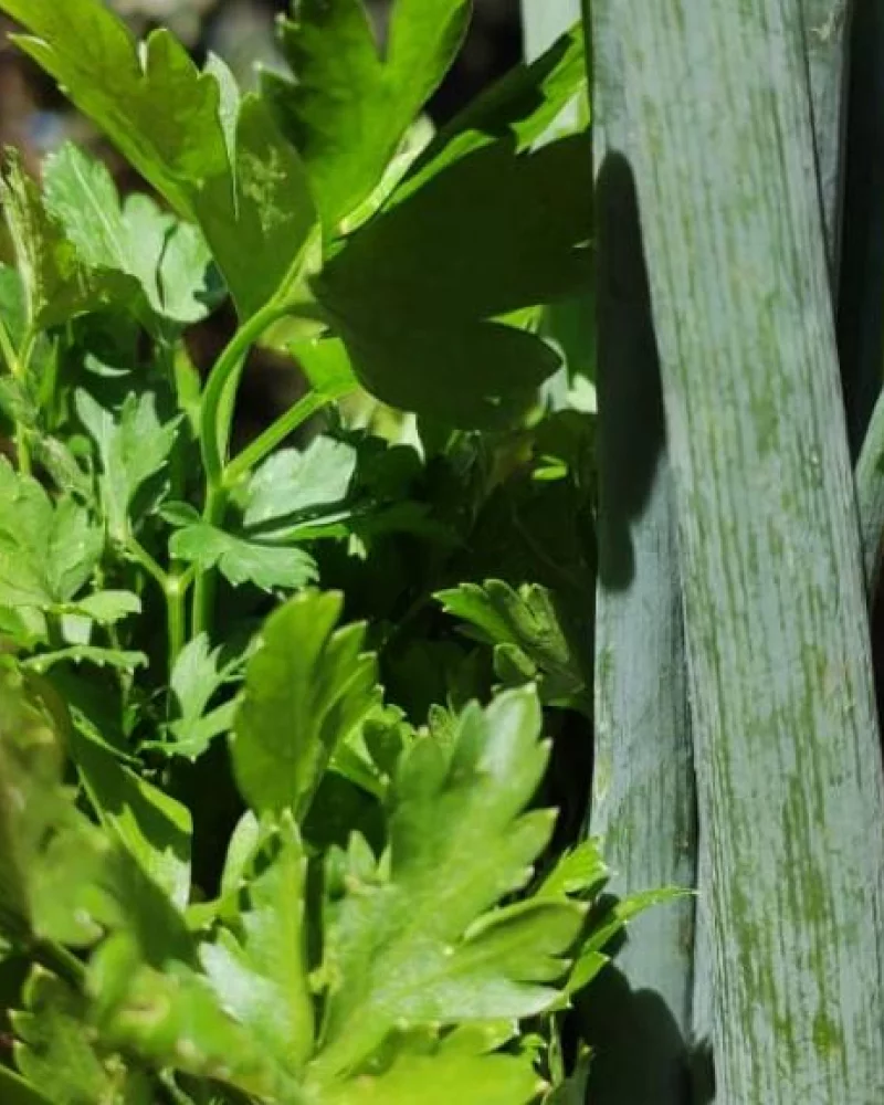 Cheiro Verde c/ salsa