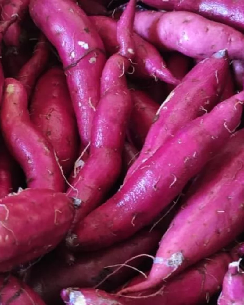 Batata doce comum