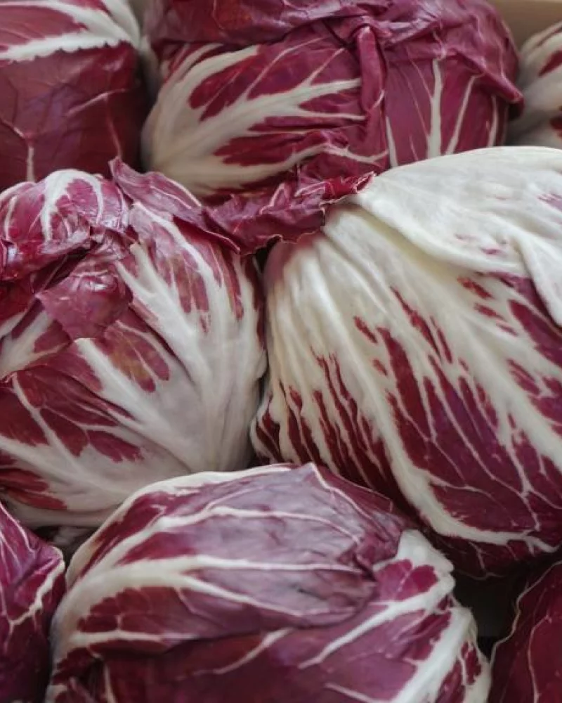 Radicchio (Endivia)