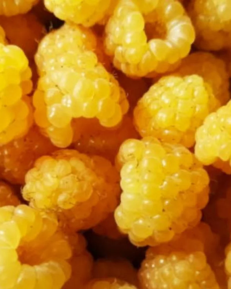 Framboesa Amarela