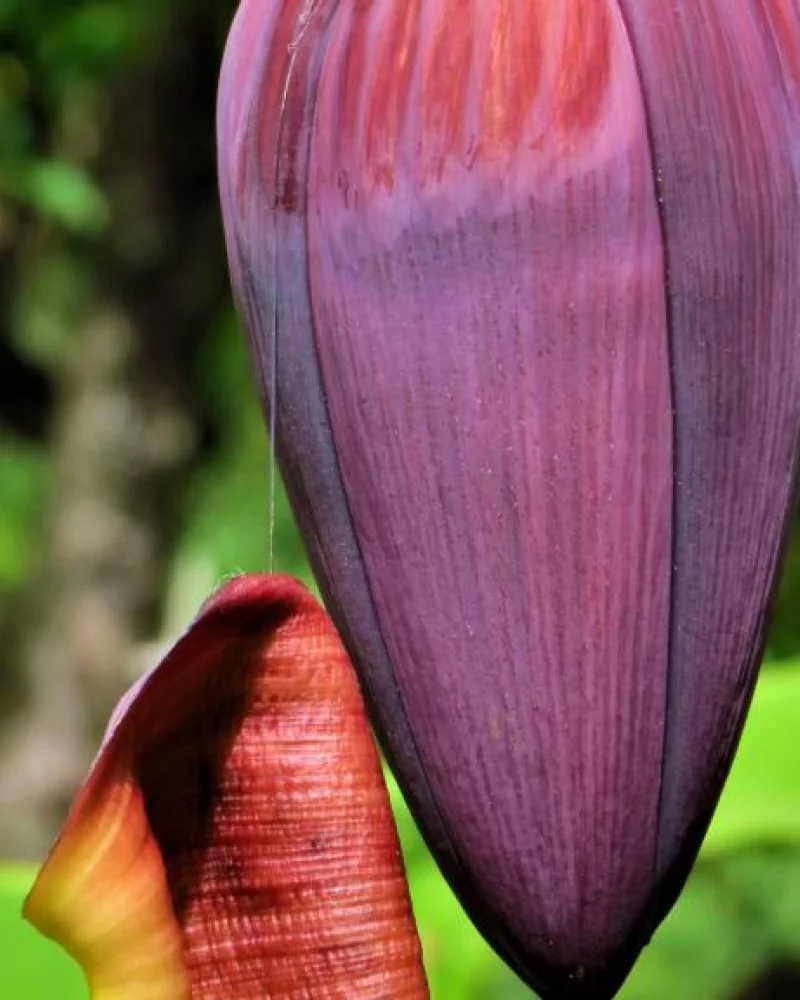 Umbigo de Bananeira (Mangará)