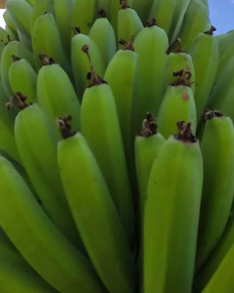 Banana (verde, amadurece em alguns dias)