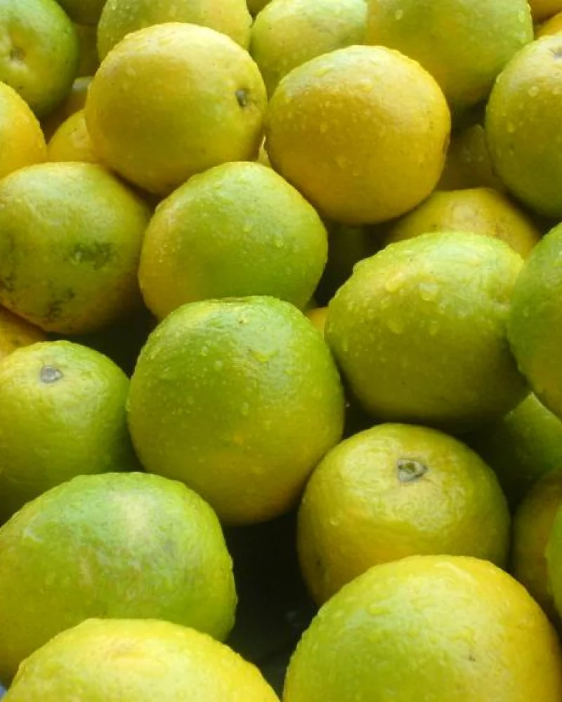 Laranja Pêra