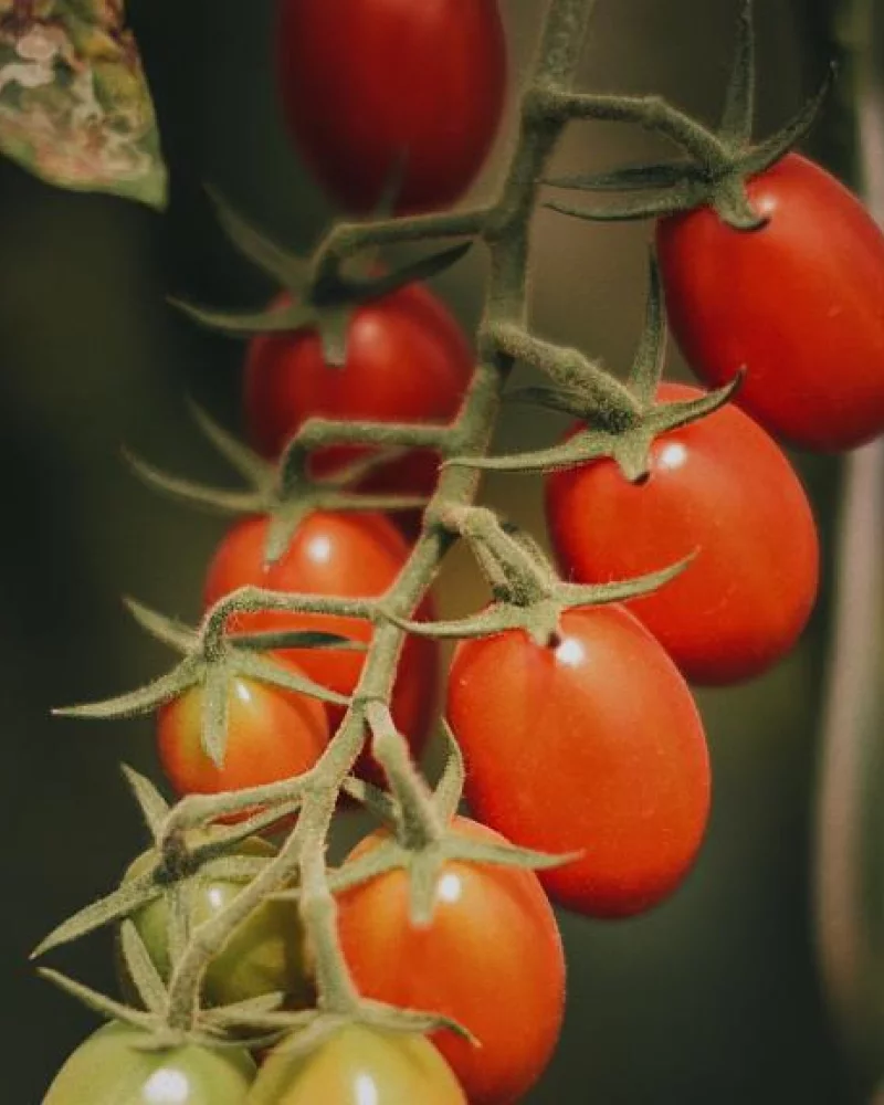 Tomate cereja orgânico do Sítio Raiz